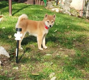 Shiba inu šteniatka s PP - 3