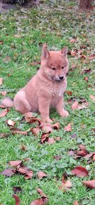 Shiba inu - 3