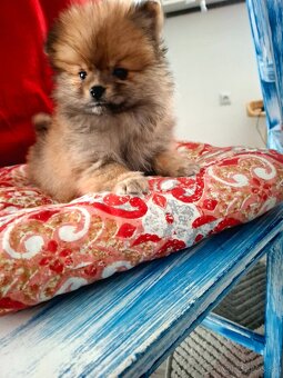 Pomeranian ,špic - 3