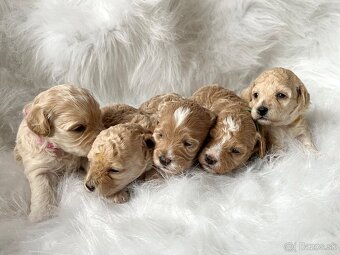 Maltipoo šteniatka,  pudel,  maltezák. - 3