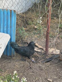 Ayam cemani, austalorpky tohtoročný kohúti - 3