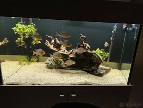 Akvarium 430l - 3