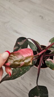 Philodendron pink princess marble - 3