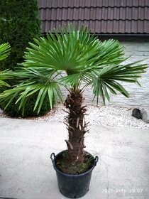 Mrazuvzdorne palmy Trachycarpus Fortunei na predaj - 3