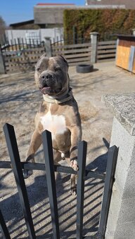 American bully XL (krytie) - 3