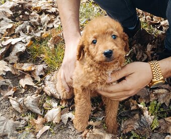 Mini goldendoodle  goldenretriver + Pudel - 3