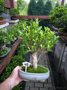 Bonsaj Ficus - 3