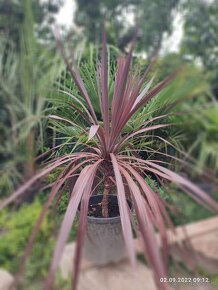 Cordyline Austrális Red star - 3