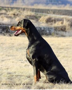 Doberman s PP - 3