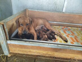 RHODESIAN RIDGEBACK - 3