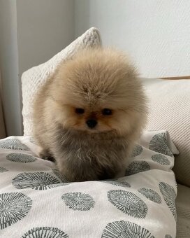 Pomeranian mini Boo - 3