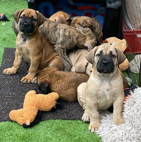 Boerboel štěňata sPP (FCI) - 3