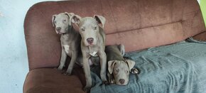 Americký pitbulterier pitbul pitbull silver lilac rare Top - 3