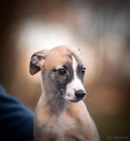 Whippet, vipet - 3