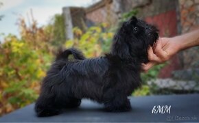 Shih Tzu (chlapec) - 3