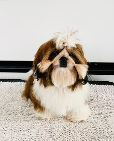 Shihtzu s PP - 3