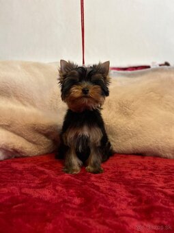 Yorkshire terrier, York s PP - 3