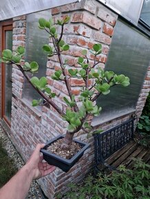 Stary velky bonsai vzacna forma velke listy Portulacaria - 3