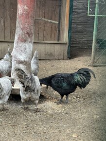 Miflerky, araucana, ayam - 3