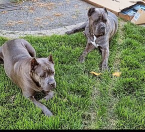 Cane corso šteniatká - 3