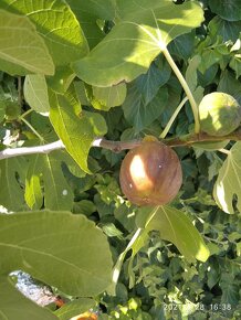 Figovniky (ficus carica) - Rodiace stromčeky - 3