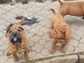 Shar-pei - 3