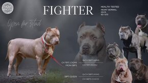 American bully XL ( krytie ) - 3