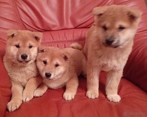 Shiba Inu - 3