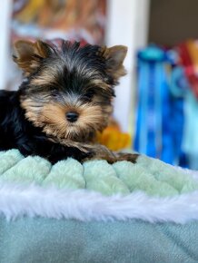 Mini Yorkshire Terrier, york, Yorkshire, Jorksir - 3