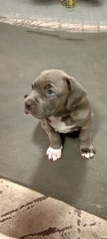 American Bully - 3