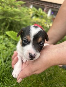 Jack Russel Terier - 3