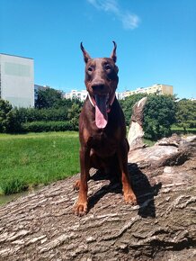 Doberman-krytie - 3