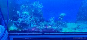 Morske akvarium - 3