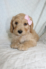 Labradoodle - 3