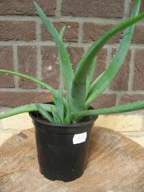 Aloa pravá - Aloe vera - 3