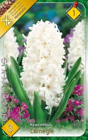 Hyacinty, biela liečivá ľalia a narcisy - cibuľky - 3