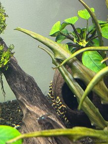 L168 Pleco - 3