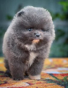 Pomeranian black - 3