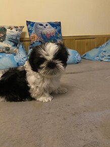 Shih-tzu - 3