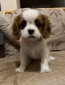 cavalier king charles spaniel - 3