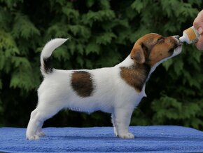 Jack russell terier - 3