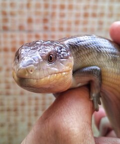 Tiliqua scincoides chimaera - 3