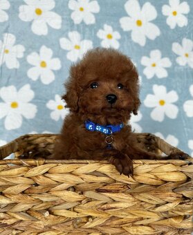 Toy pudel - toy pudlík - red toy poodle - 3