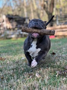 American Bully Pocket - 3