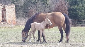 AQHA kobyla 7let - 3