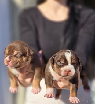 American bully xl, pitbull xxl merle tricolor - 3