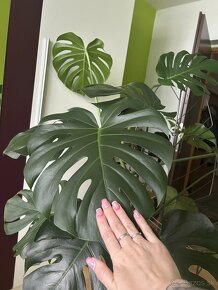 Monstera - 3