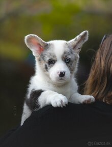 Welsh corgi cardigan steniata. - 3