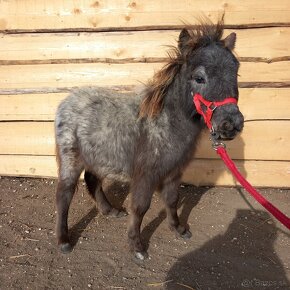 Žrebec mini shetland pony "CARLOS" - 3