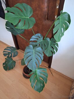 Monstera deliciosa - 3